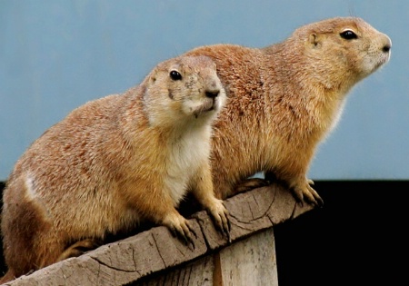 Lookout Post