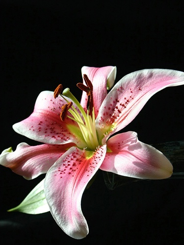 Oriental Lily