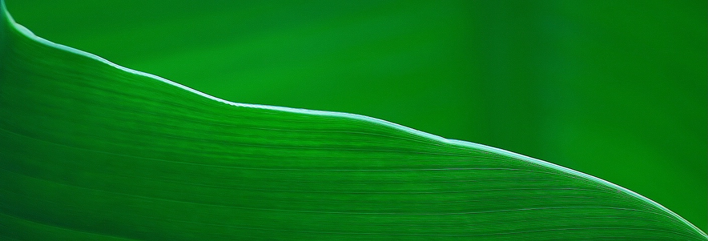 Elegant and Artful Green Curve
