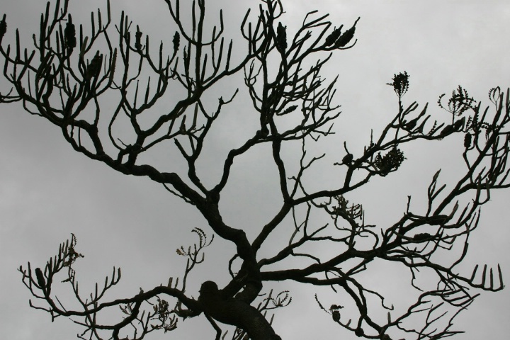 Banksia Silhouette