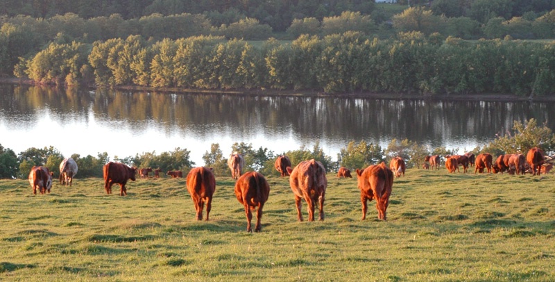 Sunbathed cows