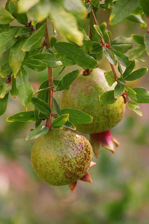 Two Pomegranates