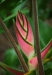 Glowing Heliconia