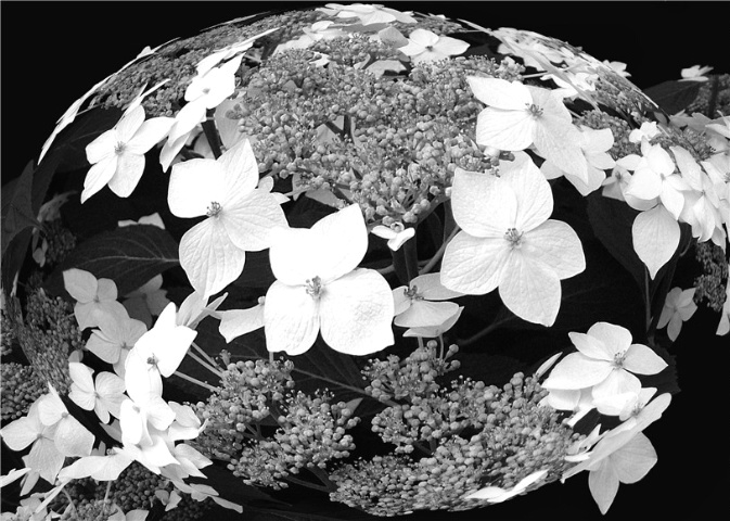 Hydrangeas in black & white