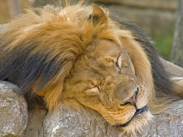 Lion sleeps today