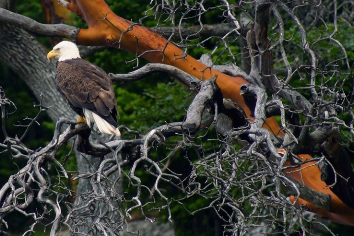 Eagle in Arbutus Tree - Vancouver Island