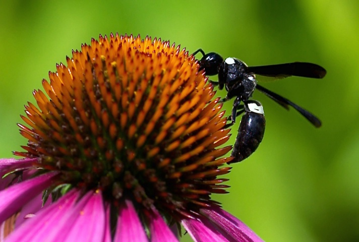  Cone Flower Details