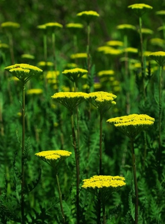 Insect landing pads