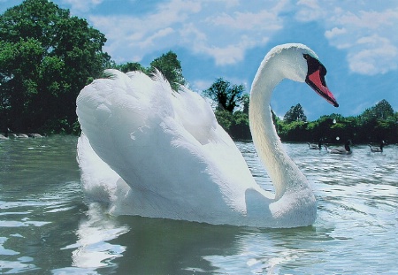 The Swan