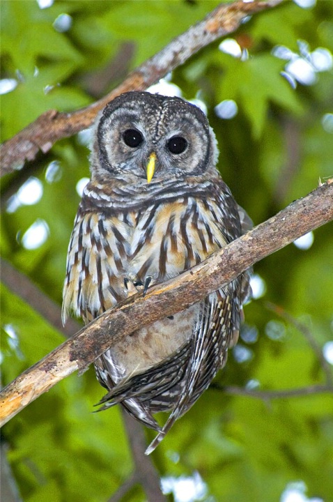 Curious Barred Owl, Atlanta, GA - ID: 1008316 © Richard S. Young