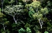 Dreamy Forest