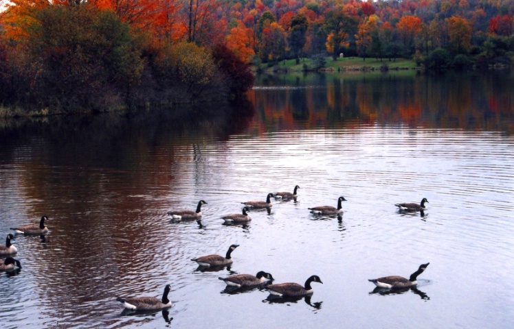 Ducks On Lackawanna State Park Lake