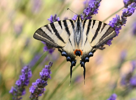 Iphiclides podalarius