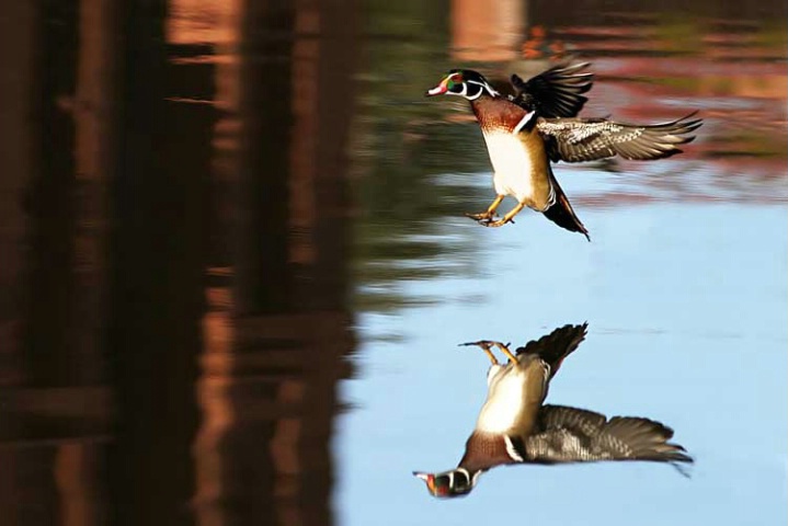 Woody Reflection