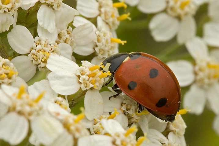 Ladybug on White Flowers - ID: 1009637 © John Tubbs