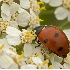 2Ladybug on White Flowers - ID: 1009637 © John Tubbs