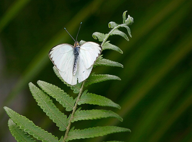 Great Southern White Butterfly - ID: 1009786 © Jeff Gwynne