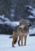 Coyote Snowstorm