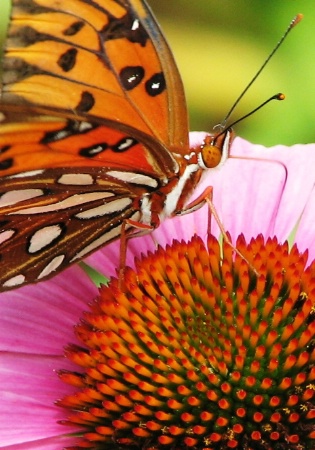 Butterfly Profile