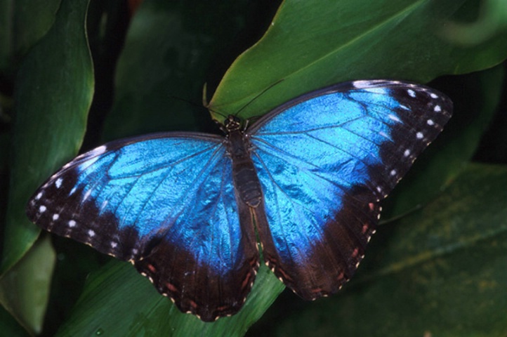 Blue Morpho-Panamá