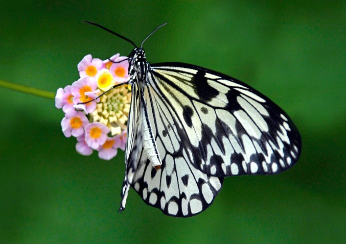 Lantana & Lace - ID: 1010874 © Eric Highfield