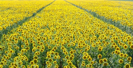 Fields of Gold