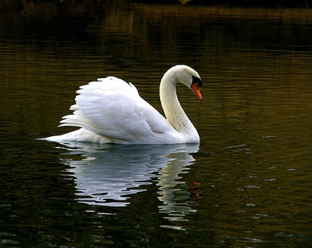 Swan Glow