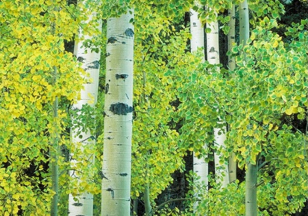 Aspens