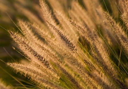 Fountain Grass at Sundown