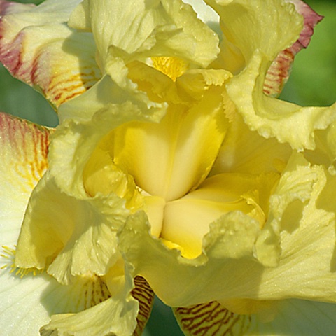 Mouth of an Iris