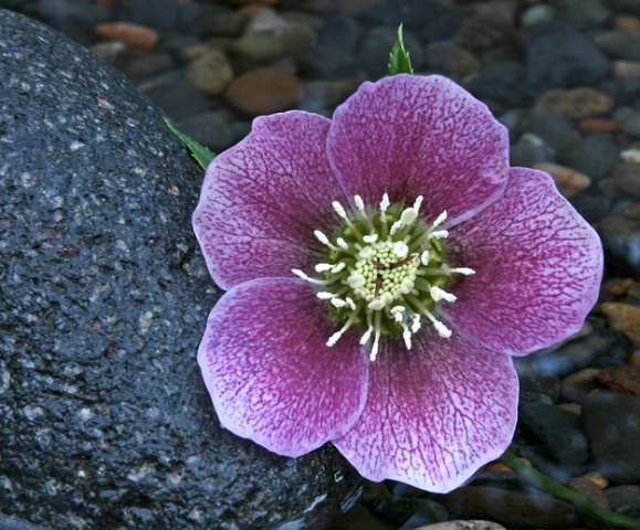 Hellebore