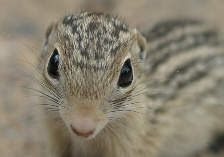 Kiss Me I'm Cute!  :o)