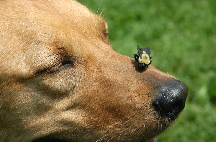 A Bee and his Dog