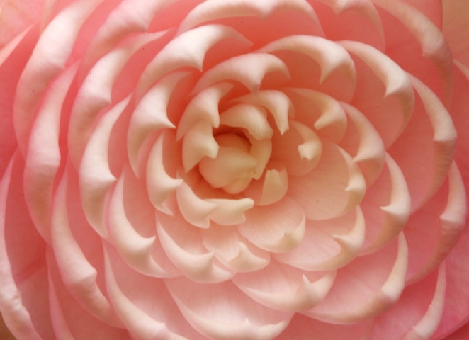 Pink meringue