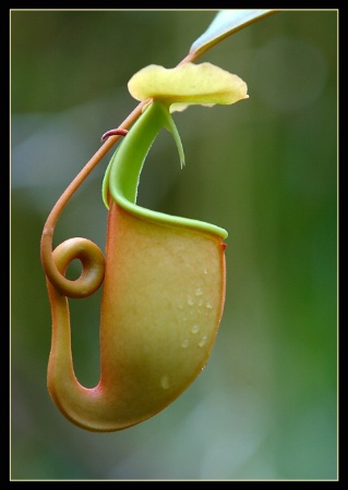 Nepenthes