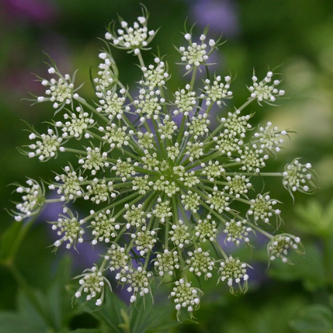 Queen Anne's Lace # 2