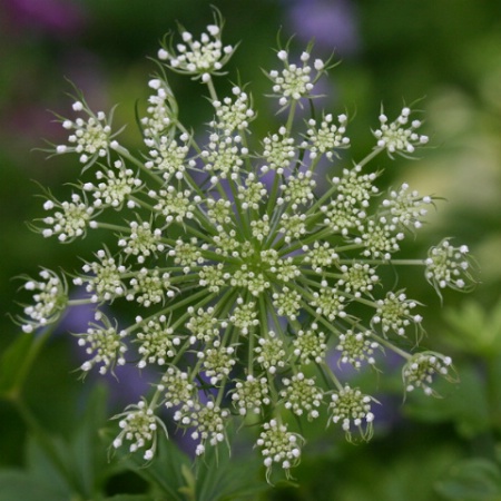 Queen Anne's Lace # 2
