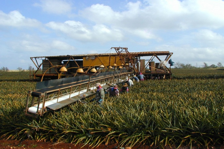 Pineapple Harvest