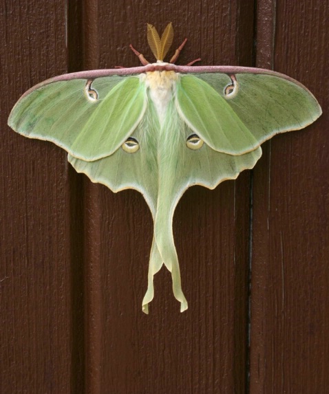Luna Moth - ID: 1014853 © Liandra Barry 