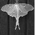 2Luna Moth - ID: 1014853 © Liandra Barry 