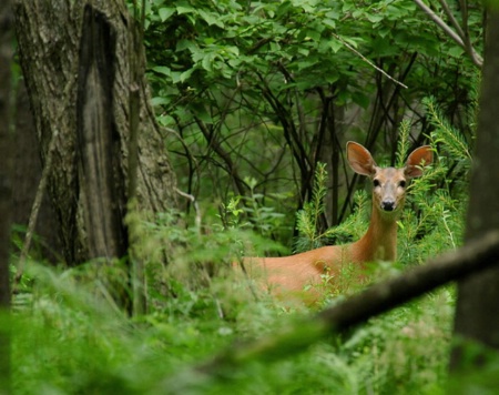 Whitetail