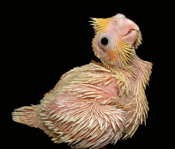 Baby Cockatiel - 1 Week Old