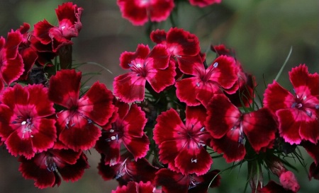 Red Dianthus