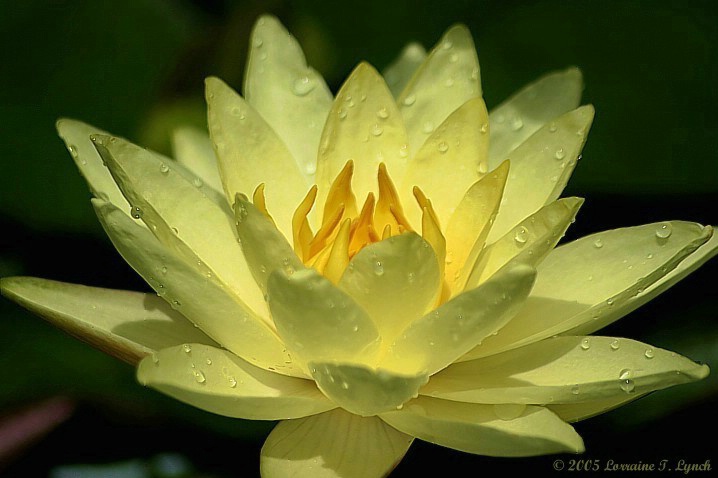 Sunshine Water Lily