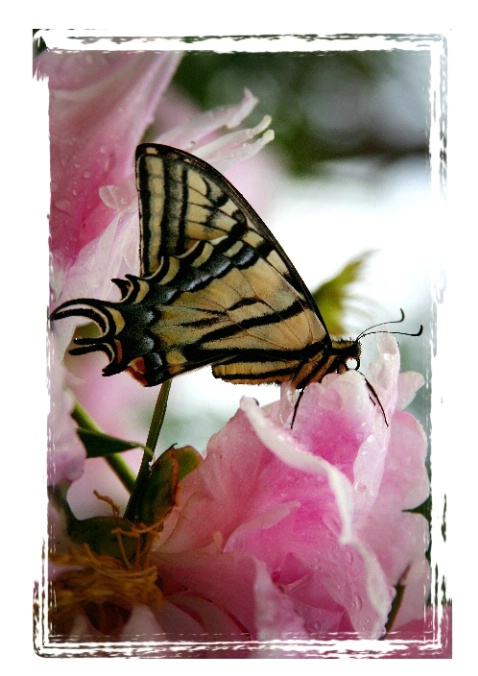 Kalispell Butterfly (26) - ID: 1019486 © DEBORAH thompson
