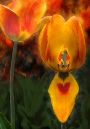 Tulips