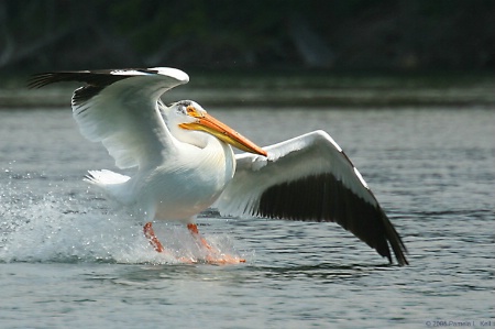 Wind Surfing