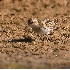 © Robert Hambley PhotoID # 1020527: Least Sandpiper