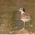 © Robert Hambley PhotoID # 1020528: Solitary Sandpiper