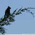 © Robert Hambley PhotoID # 1020530: Cedar Waxwing Silhouette